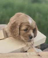 Willow's Pink Collar, a female Cocker Spaniel for sale in Cadott, WI – 5 of 6