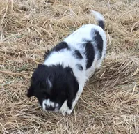 Dancer, a male Cocker Spaniel for sale in Cadott, WI – Photo 9 of 10