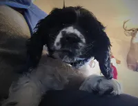 Dancer, a male Cocker Spaniel for sale in Cadott, WI – Photo 4 of 10