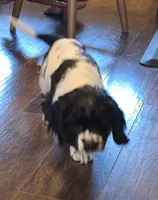 Dancer, a male Cocker Spaniel for sale in Cadott, WI – Photo 8 of 10