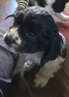 Dancer, a male Cocker Spaniel for sale in Cadott, WI – Photo 6 of 10