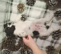 Dancer, a male Cocker Spaniel for sale in Cadott, WI – Photo 10 of 10