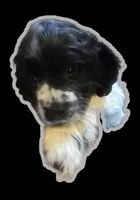 Dancer, a male Cocker Spaniel for sale in Cadott, WI – Photo 7 of 10