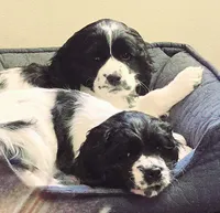 Dancer, a male Cocker Spaniel for sale in Cadott, WI – Photo 2 of 10