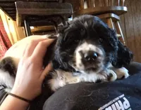 Dancer, a male Cocker Spaniel for sale in Cadott, WI – Photo 5 of 10