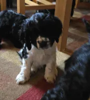 Dancer, a male Cocker Spaniel for sale in Cadott, WI – Photo 3 of 10