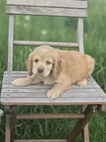 Willow's Green Collar, a female Cocker Spaniel for sale in Cadott, WI – 3 of 6