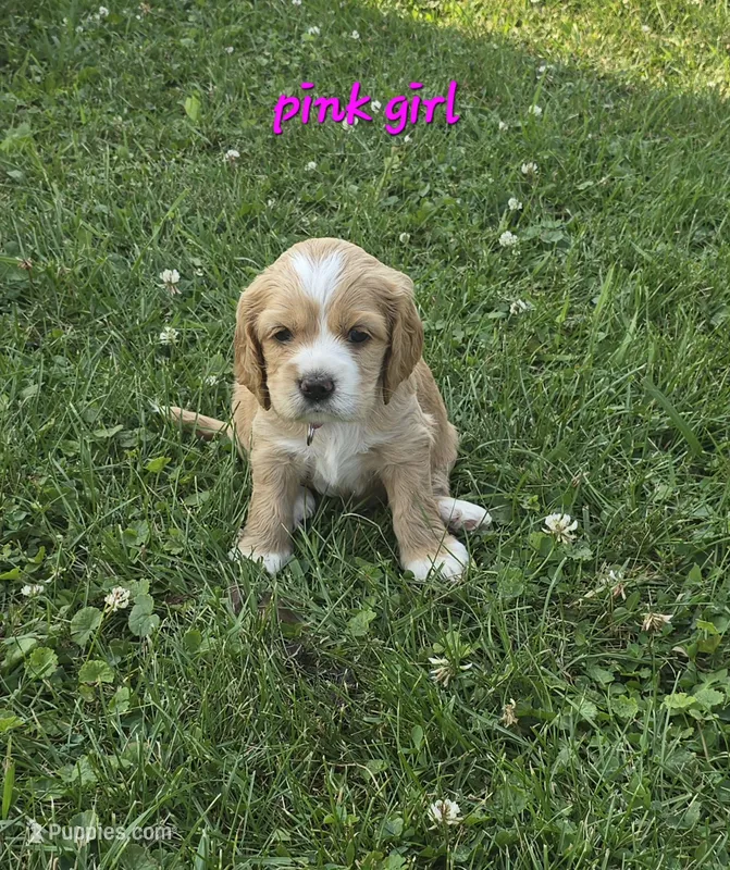 Oakley's litter, pink collar – Cocker Spaniel puppy for sale in Cadott, WI