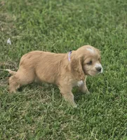 Willow's Purple Collar, a female Cocker Spaniel for sale in Cadott, WI – 6 of 9