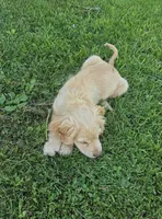 Willow's Yellow Collar, a female Cocker Spaniel for sale in Cadott, WI – 4 of 10