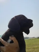 Reduced - Jack (a Spanador), a male Cocker Spaniel and Labrador Retriever for sale in Cadott, WI – Photo 6 of 8