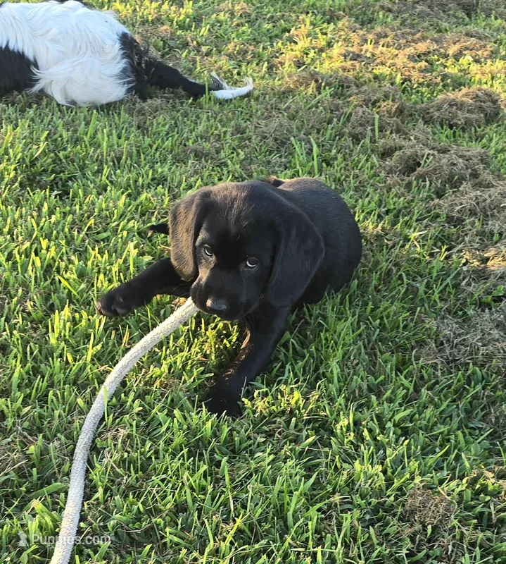 Reduced - Jack (a Spanador), a male Cocker Spaniel and Labrador Retriever for sale in Cadott, WI – Photo 1 of 8