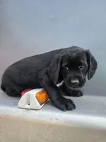 Reduced - Jack (a Spanador), a male Cocker Spaniel and Labrador Retriever for sale in Cadott, WI – Photo 7 of 8