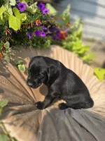 Reduced - Jack (a Spanador), a male Cocker Spaniel and Labrador Retriever for sale in Cadott, WI – Photo 8 of 8