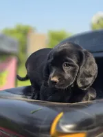 Reduced - Jack (a Spanador), a male Cocker Spaniel and Labrador Retriever for sale in Cadott, WI – Photo 3 of 8
