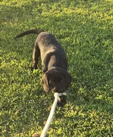 Reduced - Jack (a Spanador), a male Cocker Spaniel and Labrador Retriever for sale in Cadott, WI – Photo 2 of 8