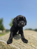 Reduced - Jack (a Spanador), a male Cocker Spaniel and Labrador Retriever for sale in Cadott, WI – Photo 4 of 8