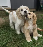 Oakley's Litter, black collar, a male Cocker Spaniel for sale in Cadott, WI – 9 of 9