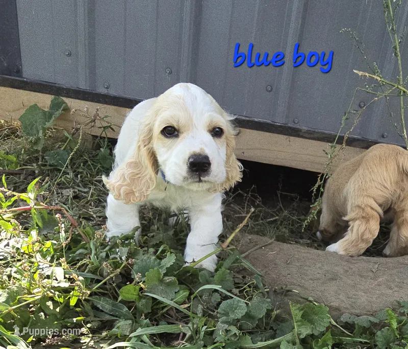 Oakley's Litter, blue collar – Cocker Spaniel puppy for sale in Cadott, WI