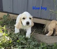Oakley's Litter, blue collar, a male Cocker Spaniel for sale in Cadott, WI – 1 of 7