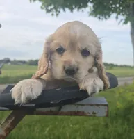 Willow's Black Collar, a male Cocker Spaniel for sale in Cadott, WI – 7 of 7