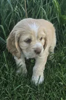 Willow's Yellow Collar, a female Cocker Spaniel for sale in Cadott, WI – 2 of 4