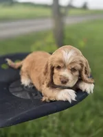 Willow' Red Collar, a female Cocker Spaniel for sale in Cadott, WI – 2 of 6