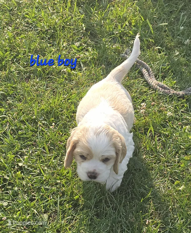 Oakley's Litter, blue collar, a male Cocker Spaniel for sale in Cadott, WI – 1 of 1