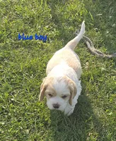 Oakley's Litter, blue collar, a male Cocker Spaniel for sale in Cadott, WI – 1 of 1