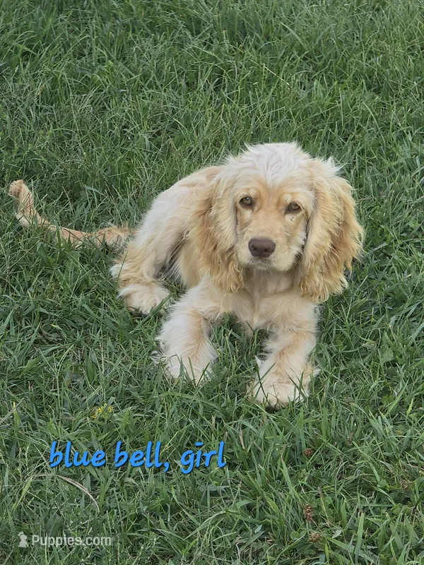 Willow's Yellow Collar – Cocker Spaniel puppy on hold in Cadott, WI