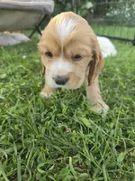 Oakley's Litter, green collar, a male Cocker Spaniel for sale in Cadott, WI – 2 of 2