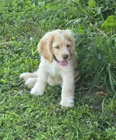 Willow's Yellow Collar, a female Cocker Spaniel for sale in Cadott, WI – 2 of 10