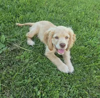 Willow's Yellow Collar, a female Cocker Spaniel for sale in Cadott, WI – 5 of 10