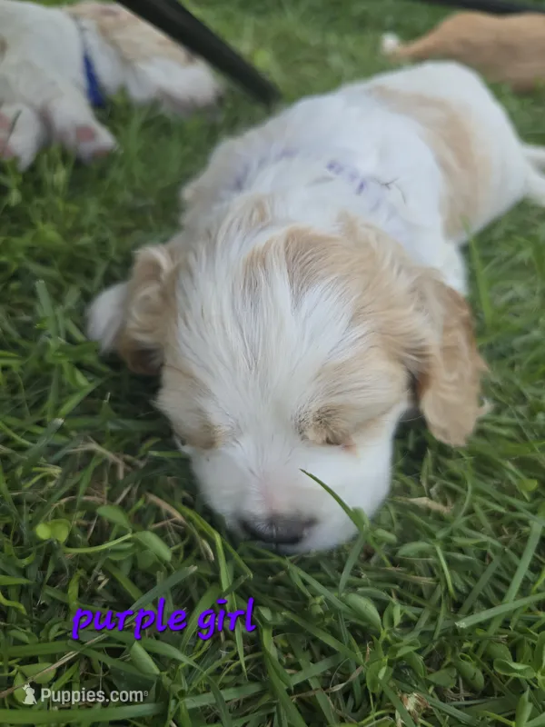 Oakley's Litter, purple collar – Cocker Spaniel puppy for sale in Cadott, WI