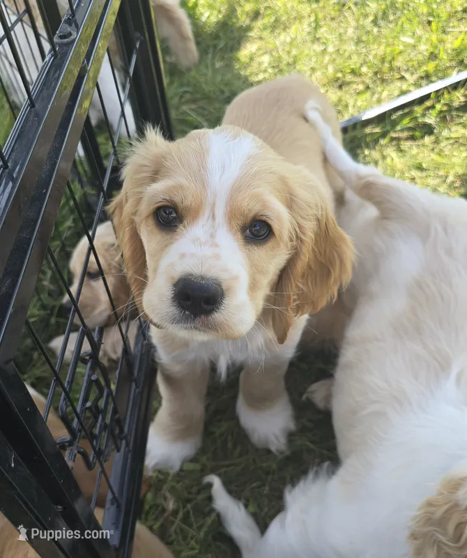 Oakley's Litter, orange collar – Cocker Spaniel puppy for sale in Cadott, WI