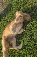 Willow's Yellow Collar, a female Cocker Spaniel for sale in Cadott, WI – 2 of 7