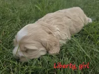 Liberty, a female Cocker Spaniel for sale in Cadott, WI – 1 of 1