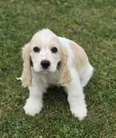 Oakley's Litter, black collar, a male Cocker Spaniel for sale in Cadott, WI – 2 of 9