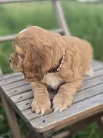 Willow's Brown Collar, a male Cocker Spaniel for sale in Cadott, WI – 5 of 8