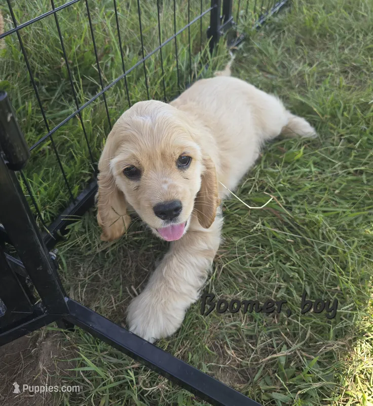 Boomer – Cocker Spaniel puppy for sale in Cadott, WI