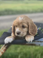 Willow's Purple Collar, a female Cocker Spaniel for sale in Cadott, WI – 8 of 9