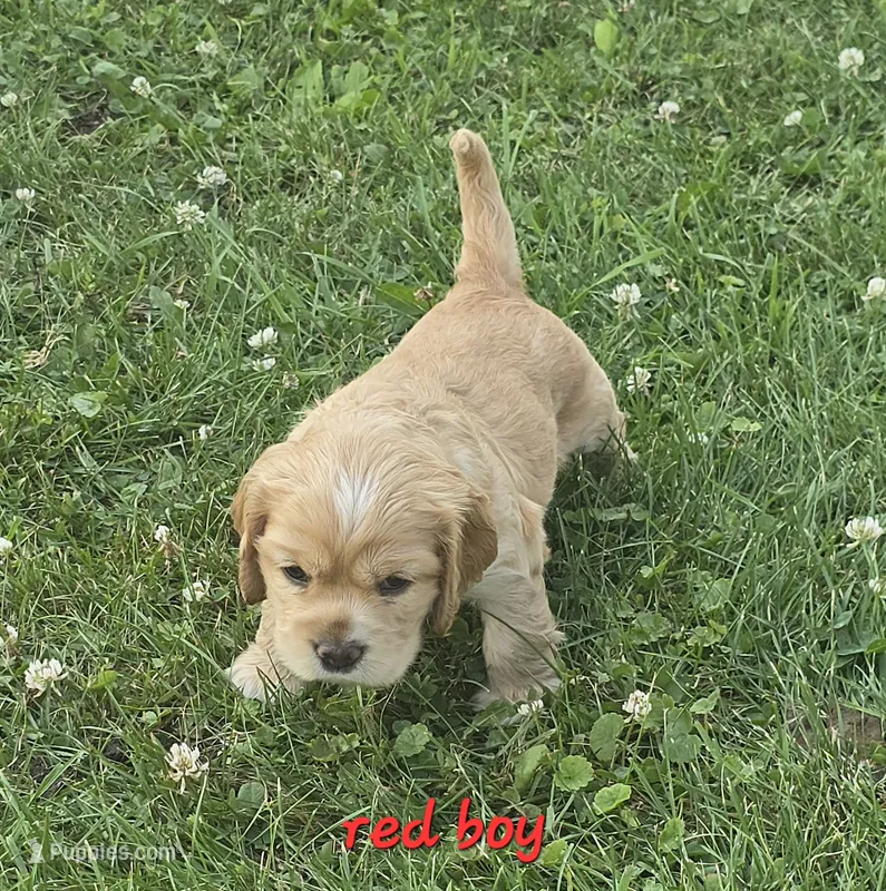 Oakley's Litter, red collar – Cocker Spaniel puppy for sale in Cadott, WI