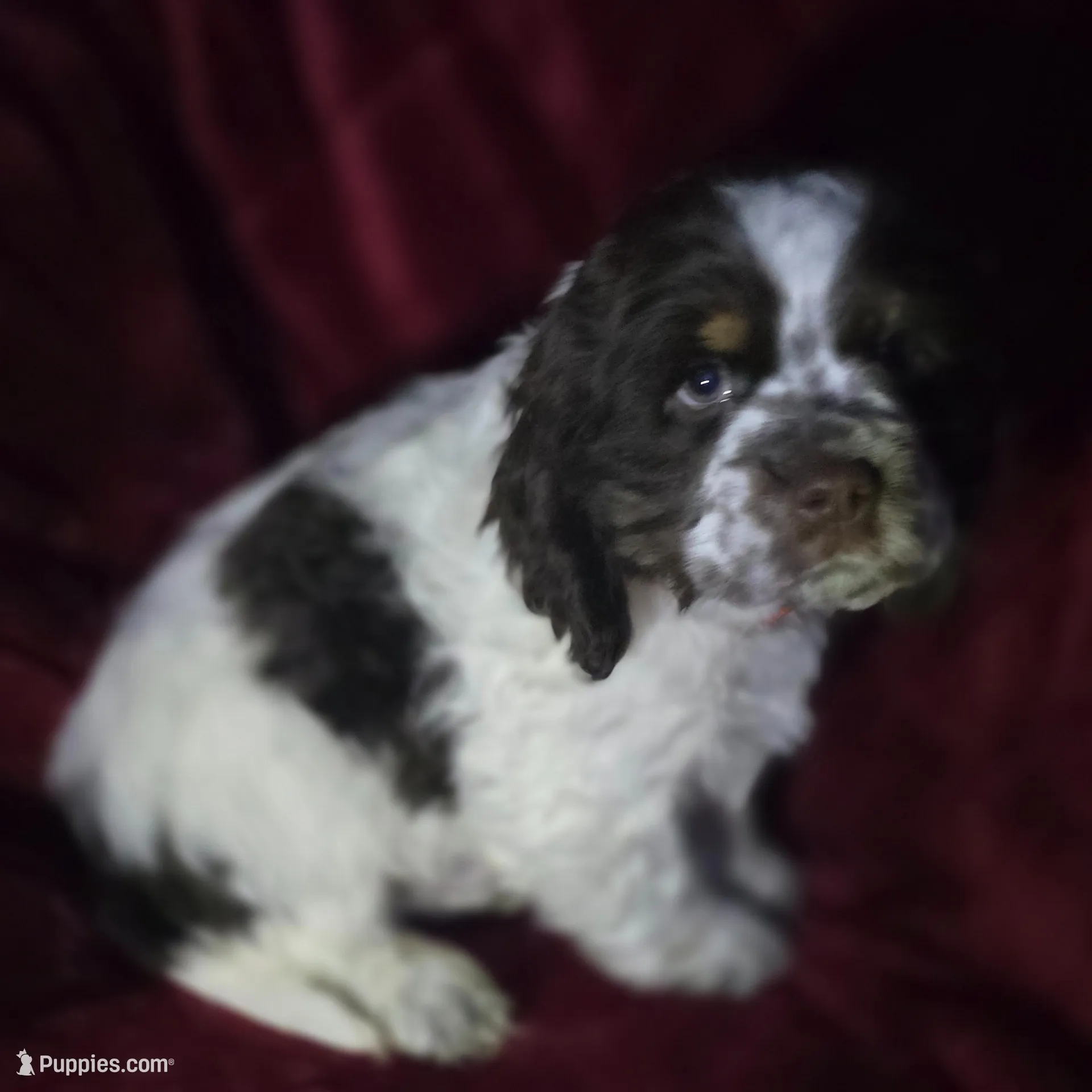 Murphy, a male Cocker Spaniel for sale in Cadott, WI – Photo 5 of 10