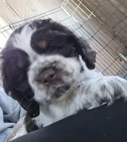Murphy, a male Cocker Spaniel for sale in Cadott, WI – Photo 9 of 10