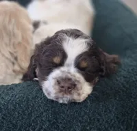 Murphy, a male Cocker Spaniel for sale in Cadott, WI – Photo 3 of 10