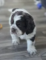 Murphy, a male Cocker Spaniel for sale in Cadott, WI – Photo 1 of 10