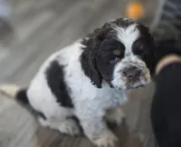 Murphy, a male Cocker Spaniel for sale in Cadott, WI – Photo 6 of 10