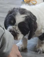 Murphy, a male Cocker Spaniel for sale in Cadott, WI – Photo 7 of 10