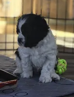 Murphy, a male Cocker Spaniel for sale in Cadott, WI – Photo 2 of 10
