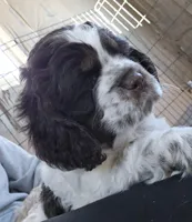 Murphy, a male Cocker Spaniel for sale in Cadott, WI – Photo 8 of 10